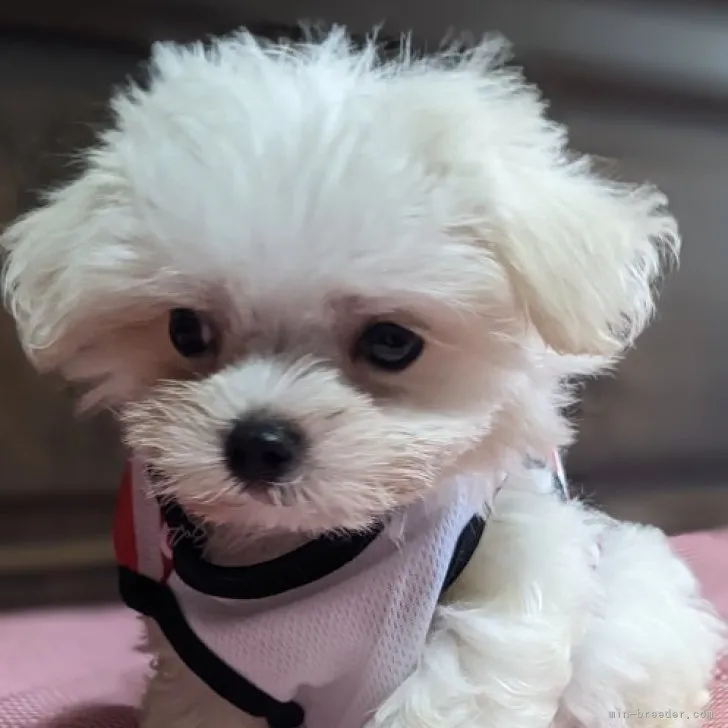 ID:2307-01696の子犬