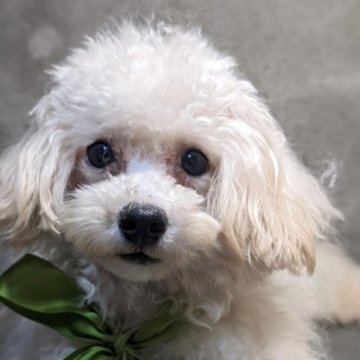 トイプードル(ティーカップ)【兵庫県・男の子・2021年12月20日・ホワイト】の写真「マズルの短い可愛い男の子です」