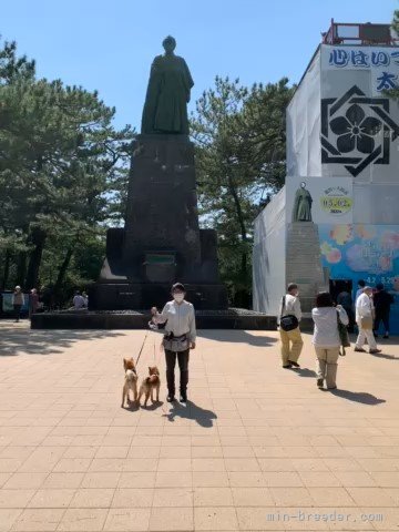 花子（親犬）と太郎（同居犬）と旅行｜梶谷　優子(かじたに　ゆうこ)ブリーダー(山口県・柴犬・一般社団法人　日本豆柴犬協会登録)の紹介写真1