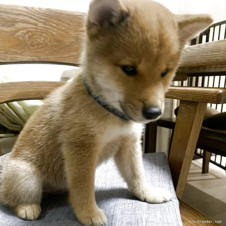 ID：2507-05715の子犬