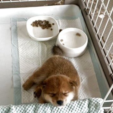 柴犬(豆柴)【山口県・男の子・2025年6月9日・赤】の写真「おっとり男子」