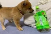 豆柴【山口県・女の子・2022年7月12日・赤】の写真5「9/19撮影。600ｍｌペットボトルはつぶして斜めになっています。」