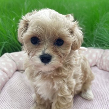 マルプー(マルチーズ×トイプードル)【千葉県・女の子・2025年6月30日・アプリコット】の写真「両親がしっかりドッグランで運動しています」