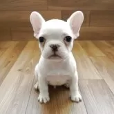 フレンチブルドッグ