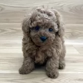 タイニープードル