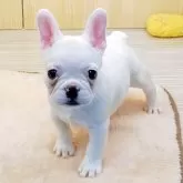 フレンチブルドッグ【千葉県・女の子・2025年6月29日・クリーム】の写真1「食欲旺盛です。　よく遊んでいます。」