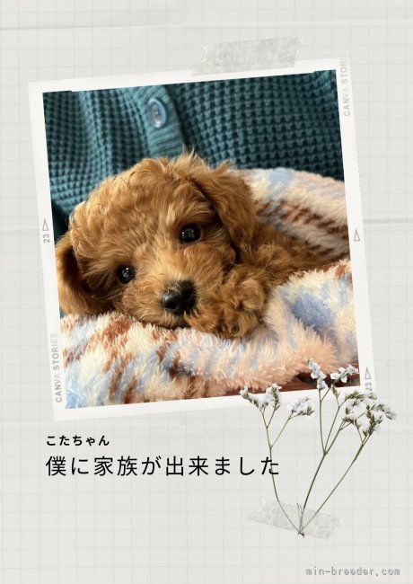 竹内愛ブリーダーのブログ：お迎え後の仔犬ちゃん🥰