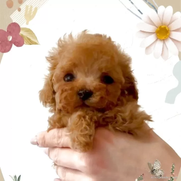 ID:2504-00854の子犬