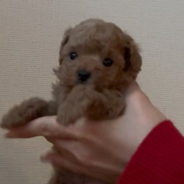 トイプードル(タイニー)【愛知県・男の子・2024年11月28日・クリーム】の写真「綺麗な被毛です✨」
