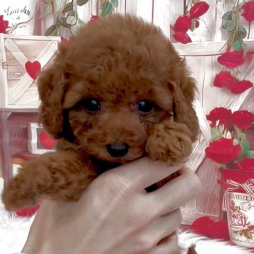 トイプードル(タイニー)【愛知県・女の子・2025年9月25日・レッド】の写真「甘いお顔の女の子💕」