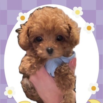 トイプードル(タイニー)【愛知県・男の子・2024年12月27日・レッド】の写真「輝きのある瞳✨小さめタイニー」