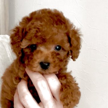 トイプードル(タイニー)【愛知県・男の子・2025年9月25日・レッド】の写真「犬・人懐っこい性格♡」