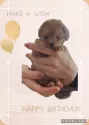 ティーカッププードル