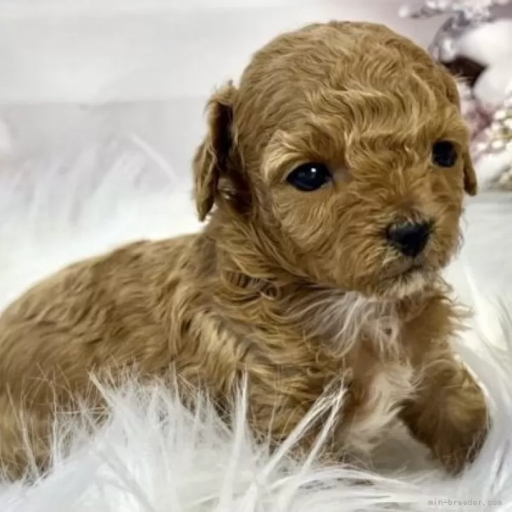 ID:2312-03176の子犬