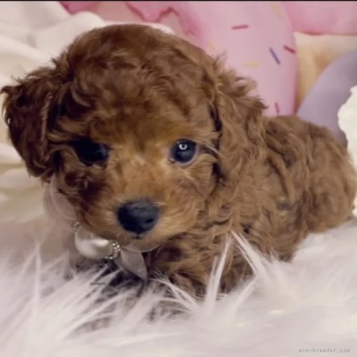 ID:2307-01496の子犬