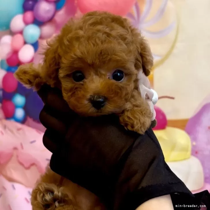 ID:2407-05207の子犬