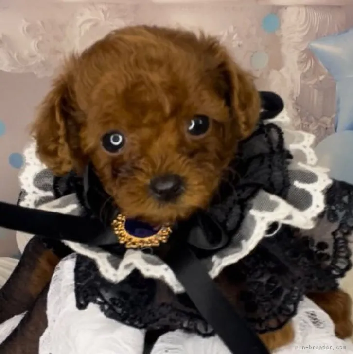 ID:2308-00971の子犬