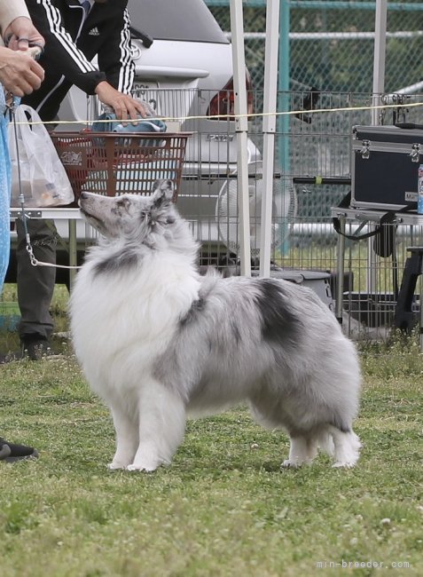 国内人気作家様 金井様の小さな犬 国内人気作家様 金井様の小さな犬