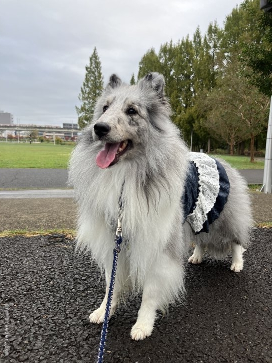 櫻下幸代ブリーダーのブログ：朝のラジオ体操！久しぶりに行ってきた😃