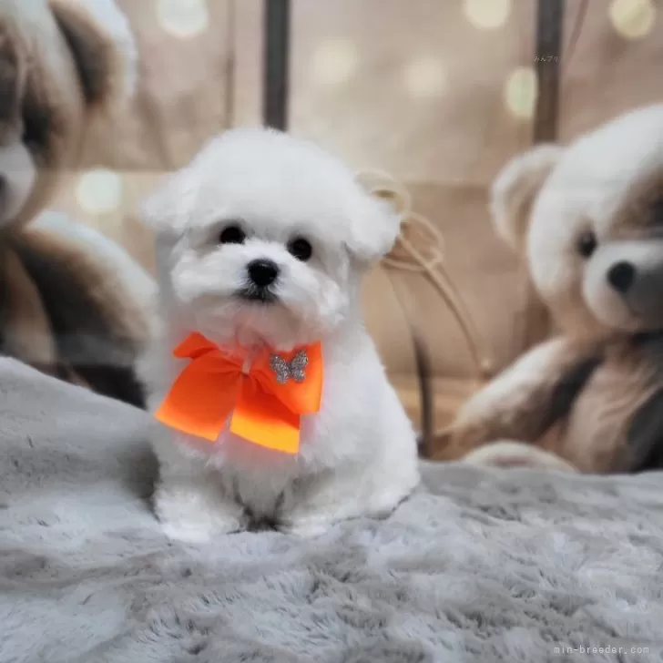 ID：2501-07023の子犬
