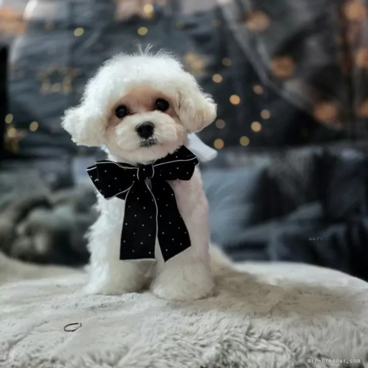 ミックス(マルチーズ×ビションフリーゼ)【東京都・女の子・2024年11月19日・白】の写真1「涙の跡をケアしています。」