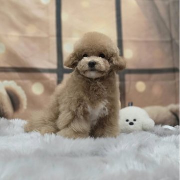 ミックス(トイプードル×ビションフリーゼ)【東京都・女の子・2024年11月16日・モカ】の写真「可愛いミックスベビーです
ビションプ-」