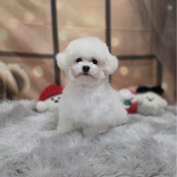 ビションフリーゼ【東京都・男の子・2025年8月17日・白】の写真「韓国ママ２キロミニびしょんです🥰会いに来てくださ」