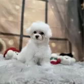 ビションフリーゼ