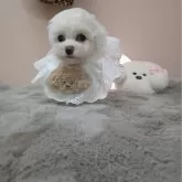 ビションフリーゼ