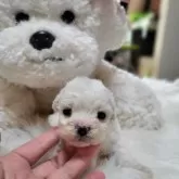ビションフリーゼ