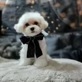 ミックス(マルチーズ×ビションフリーゼ)【東京都・女の子・2024年11月19日・白】の写真1「涙の跡をケアしています。」