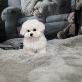 ビションフリーゼ