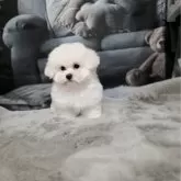 ビションフリーゼ