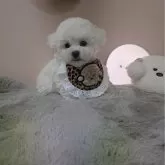 ビションフリーゼ