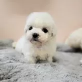 ビションフリーゼ
