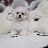 ビションフリーゼ【東京都・男の子・2025年8月17日・白】の写真5