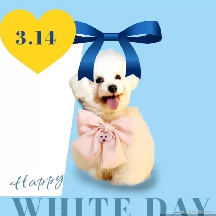 ID:2312-04126の子犬