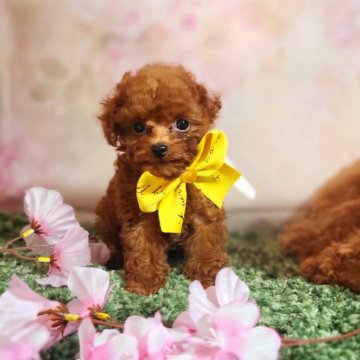 トイプードル(ティーカップ)【東京都・男の子・2024年1月14日・レッド】の写真「韓国poodleです🥰🥰
会いに来てくだい」