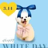 ビションフリーゼ【東京都・男の子・2023年9月9日・白】の写真1「幸せな家族になってください」