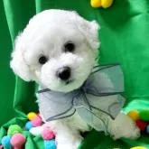 ビションフリーゼ【東京都・男の子・2022年6月27日・白色】の写真1