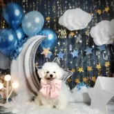 ビションフリーゼ【東京都・男の子・2023年9月9日・白】の写真2