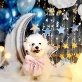 ビションフリーゼ【東京都・男の子・2023年9月9日・白】の写真4