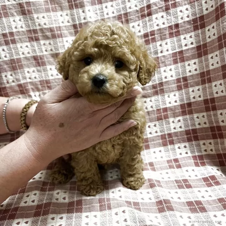 トイプードル(トイ)【宮崎県・男の子・2025年10月2日・レッド】の写真1「体重880gになりました。離乳食は完璧です！」