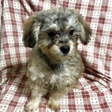 チワプー(チワワ×トイプードル)【宮崎県・男の子・2025年3月6日・ブラウン】の写真「小ぶりで、コロコロしていて、綺麗な毛色」