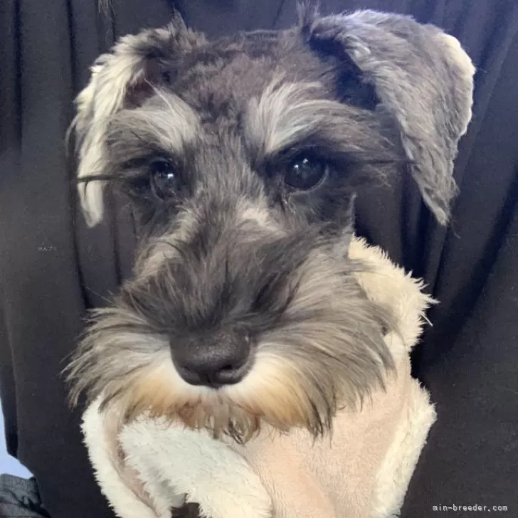 ID：2407-00499の子犬
