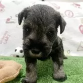 ミニチュアシュナウザー【栃木県・男の子・2025年10月25日・ソルト&ペッパー】の写真3