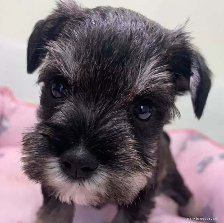 ID:2407-00492の子犬