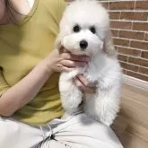 タイニープードル