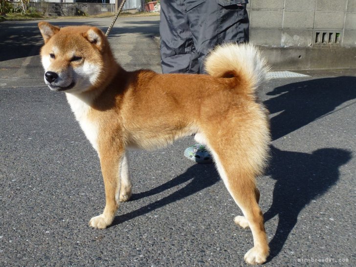 近藤幸子ブリーダー 岐阜県岐阜市柳津町東塚 みんなのブリーダー