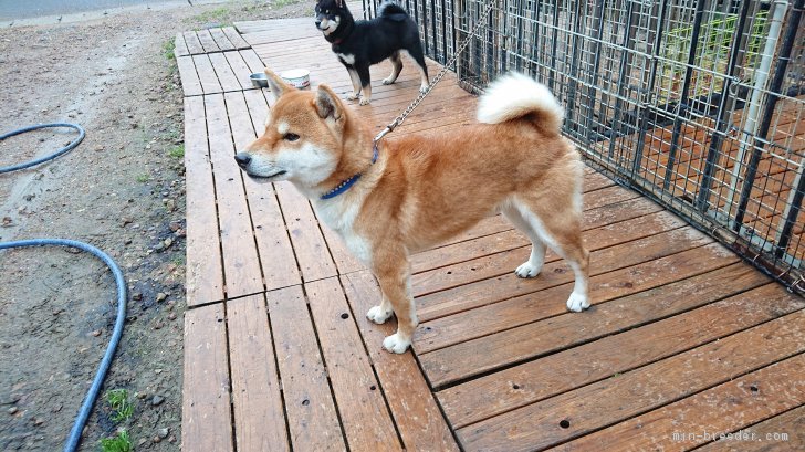 近藤　幸子(こんどう　さちこ)ブリーダー(岐阜県・柴犬・JKC/日本犬保存会登録)の紹介写真2